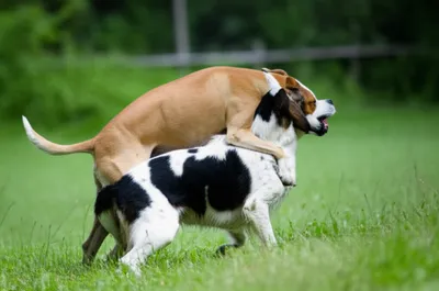 Illustration covered - Image 1