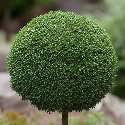 Illustration boxwood - Image 1