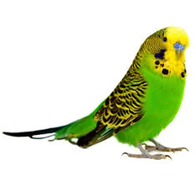 Illustration parakeet - Image 2
