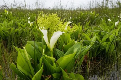 Illustration callas - Image 1