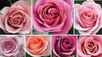 Illustration variety - Image 1