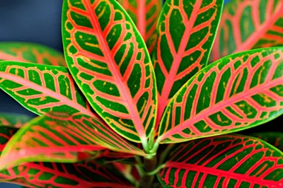 Illustration croton - Image 1