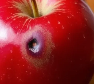 Illustration bruise - Image 1