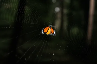 Illustration pent - Image 1