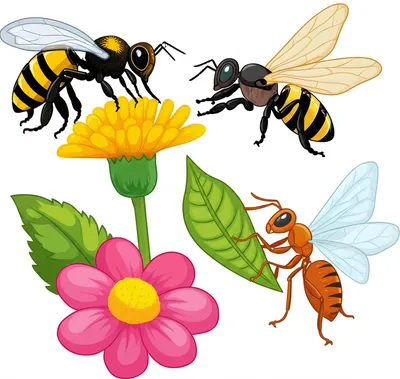 Illustration hymenoptera