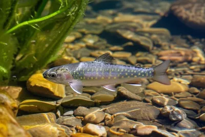 Illustration fingerling - Image 1