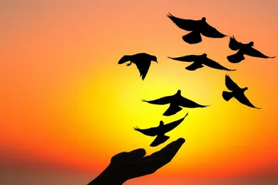 Illustration released