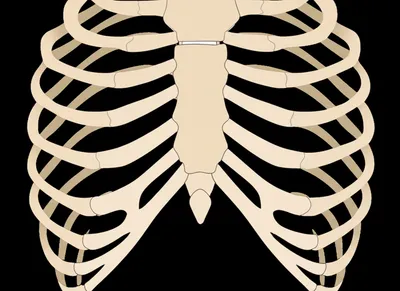 Illustration rib - Image 1