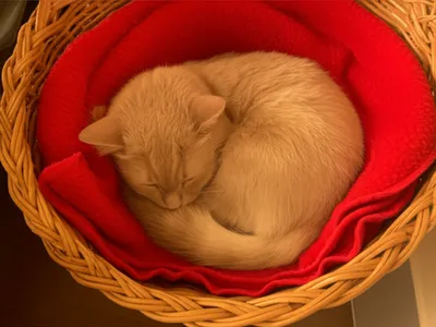 Illustration snug - Image 1