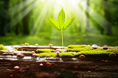 Illustration derived