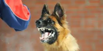 Illustration rabies - Image 2