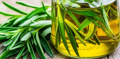 Illustration tarragon - Image 1