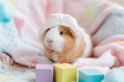 Illustration piggy - Image 1