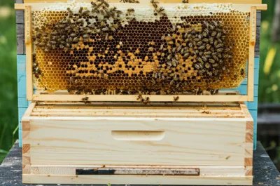 Illustration nadir - Image 1