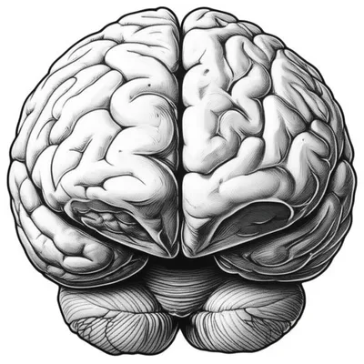 Illustration sulcus - Image 1