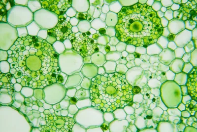 Illustration mesophyll