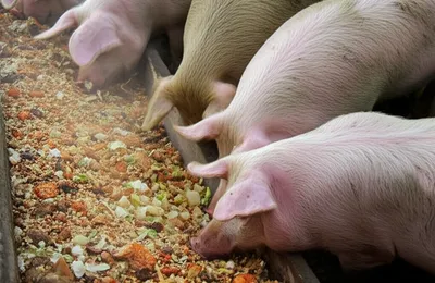 Illustration slop - Image 1