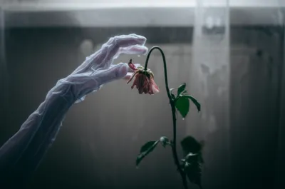 Illustration palest - Image 1