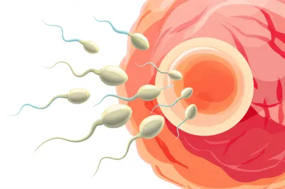 Illustration micropyle - Image 1