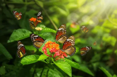 Illustration yeoman - Image 1