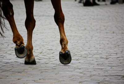 Illustration clop - Image 1