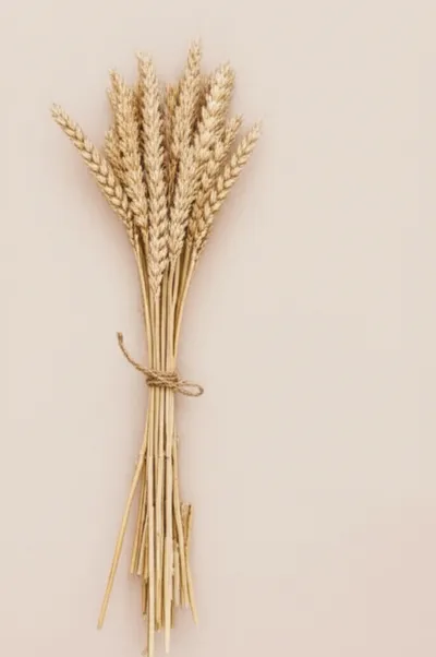 Illustration bundles