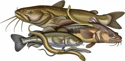 Illustration pout - Image 1