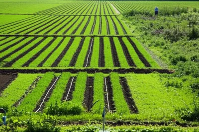 Illustration cultivated - Image 1