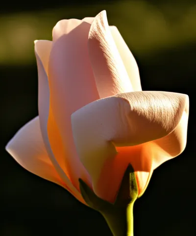 Illustration warms - Image 1