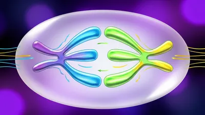 Illustration segregation - Image 1