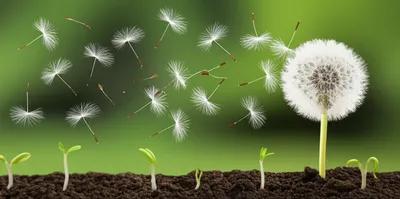 Illustration multiplied - Image 1