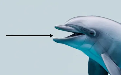 Illustration rostral - Image 1