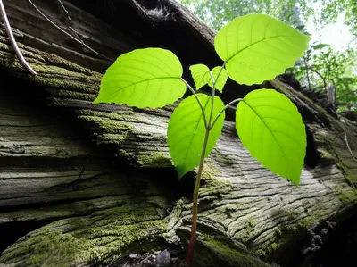 Illustration outlive - Image 1