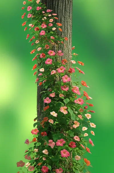 Illustration supporters - Image 2