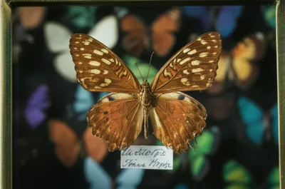 Illustration type - Image 1