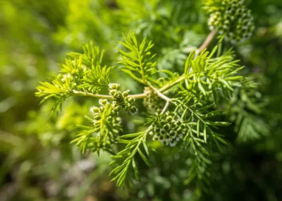 Illustration astragalus - Image 1