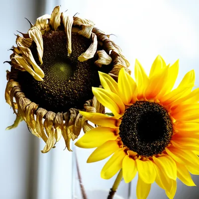 Illustration substitutions - Image 1