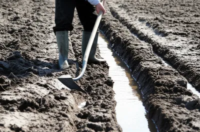 Illustration graft - Image 1