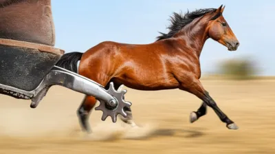 Illustration spur - Image 1