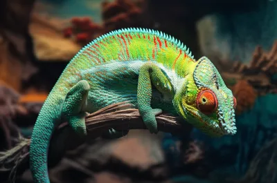 Illustration variable - Image 1