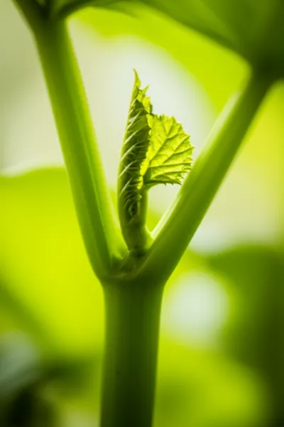 Illustration axils - Image 1