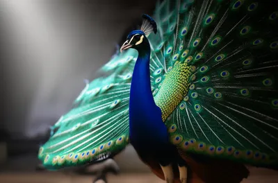 Illustration brag - Image 1