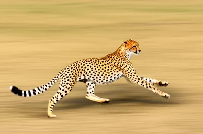 Illustration agility