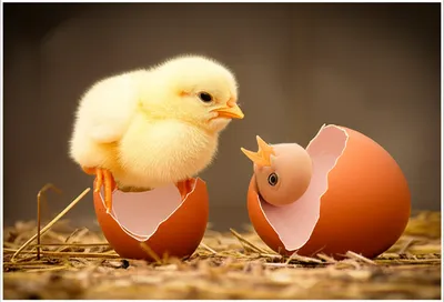 Illustration born - Image 1