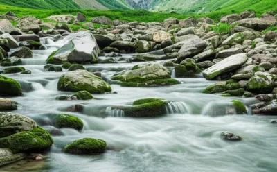 Illustration flowed - Image 1