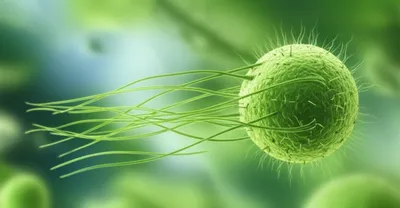 Illustration flagellation - Image 1