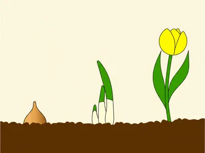 Illustration bulbous - Image 1