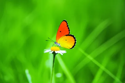 Illustration pop - Image 1