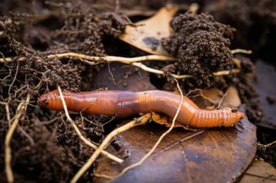 Illustration worms - Image 1