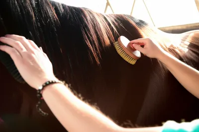 Illustration grooms - Image 1